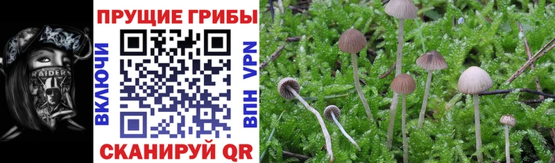 blacksprut зеркало  Правдинск  Галлюциногенные грибы MAGIC MUSHROOMS 